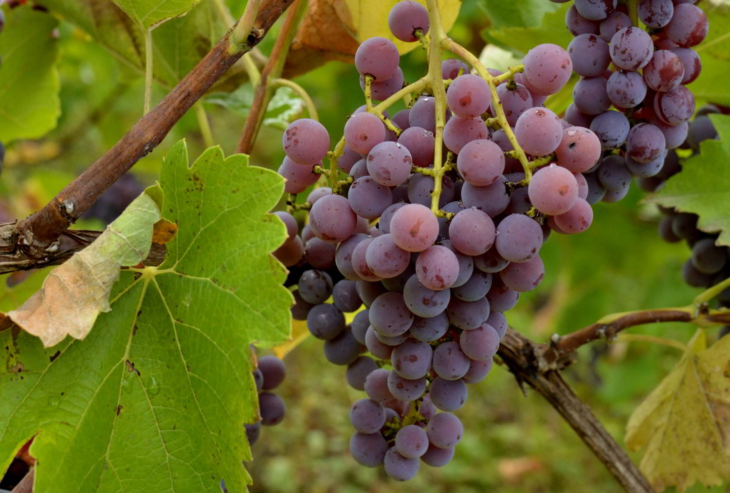 Souvignier Gris – Der gehaltvolle Weißwein